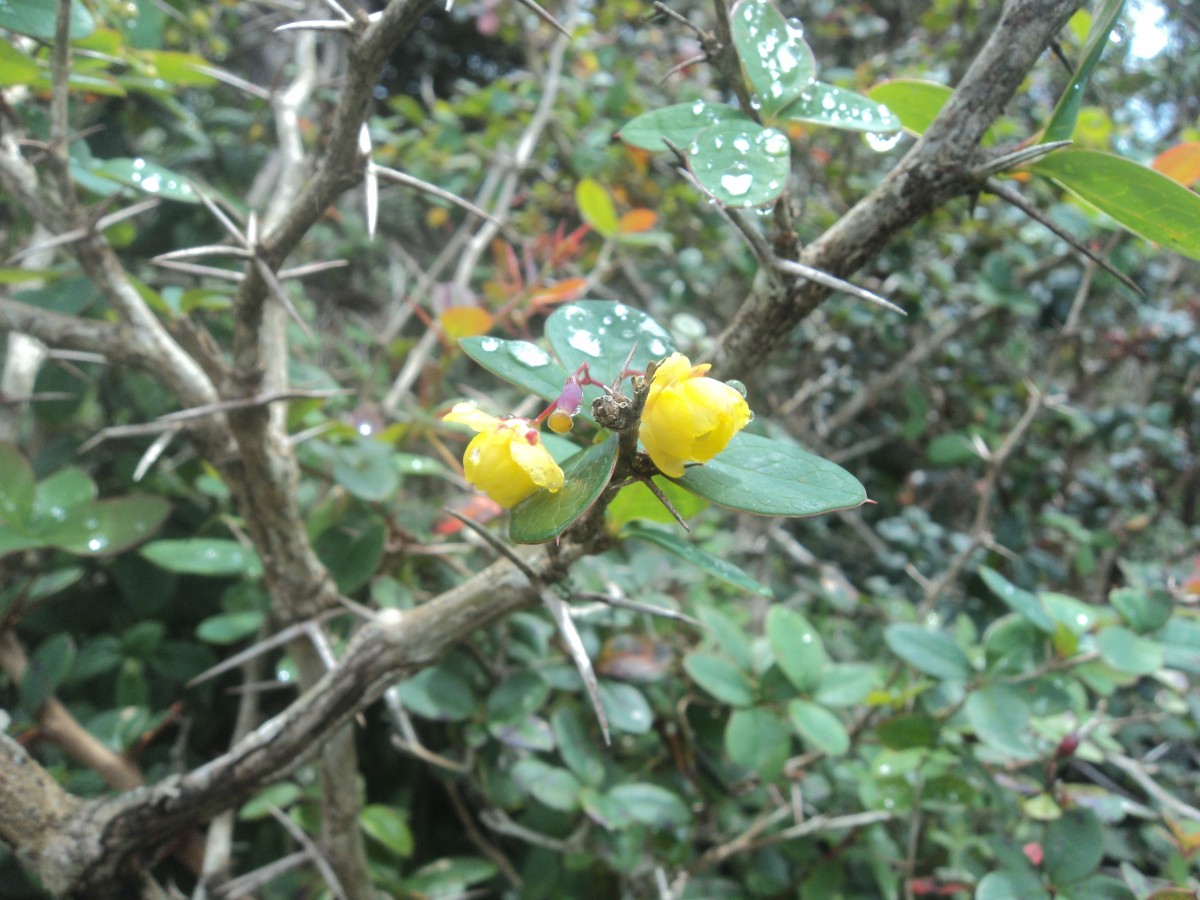 Berberis ceylanica C.K.Schneid.